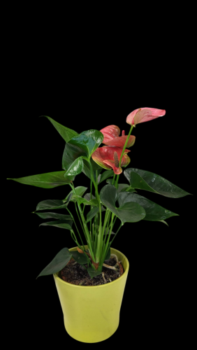 Photoroom-20250220 211425